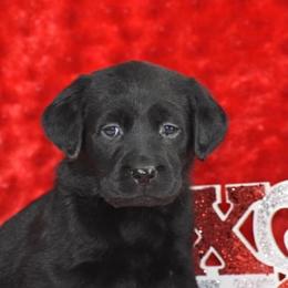French Bulldog, Golden Retriever, and Labrador Retriever Puppies from Trigger Time Kennels