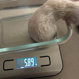 Ollie - White female Maltipoo puppy in Lochbuie, Colorado from ABLE