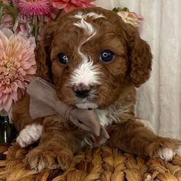 Joey - Brown Collar - Red male Cavapoo puppy in South Jordan, Utah from Simply Sweet Paws. LLC