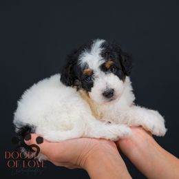 Comet - Tri-color male Labradoodle puppy in Travelers Rest, South Carolina from Doodles of Love Labradoodles