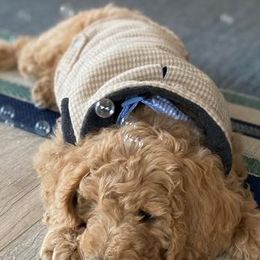 Poodles from Emmarie standard poodles