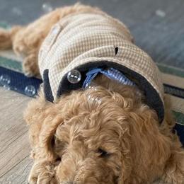Poodles from Emmarie standard poodles