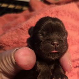 Male chocolate white spot - Chocolate male Shih Tzu puppy in Missouri from Farm Animal Mommy Shih tzu's Michalek Dog Breeder