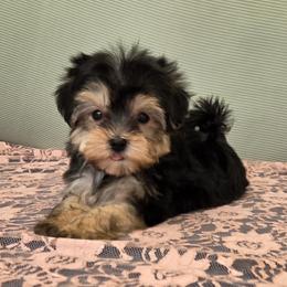Daisy - Black & tan tri-color female Morkie puppy in Monticello, Iowa from Ashley’s Puppies