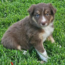 Girl 1 - Tri-color female Border Collie puppy in Wakeman, Ohio from Sandstone Ridge Kennels