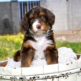 Coco - Brown female Bernedoodle puppy in San Tan Valley, Arizona from Sun Valley Goldendoodles
