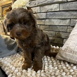 Livvy - Merle female Goldendoodle puppy in Hackleburg, Alabama from The Doodle Patch