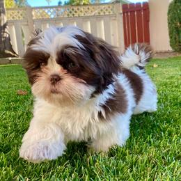 Wilma - Liver and white female Shih Tzu puppy in Klamath Falls, Oregon from Bel Aire Beauties