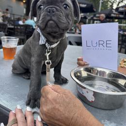 French Bulldog Puppies from Camarra King