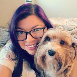 Havanese puppies from Juniper Grove Havanese