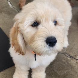 Walnut - Cream male Labradoodle puppy in Anaheim, California from BabySweet Labradoodles