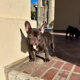 Pearl - Liver French Bulldog puppy in Pasadena, California from Degama Frenchies
