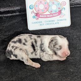 Aubry - Blue merle female Miniature Australian Shepherd puppy in Lufkin, Texas from Texas Lil Cowdogs