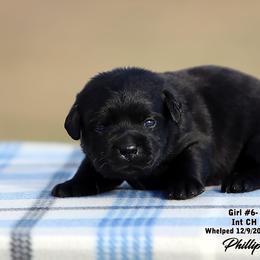 Girl 6 - Black female Labrador Retriever puppy in Point, Texas from Lakylu Kennels