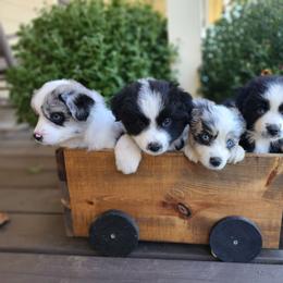 Miniature Australian Shepherd Puppies from Penn Creek Aussies