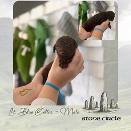 Stone Circle - Lt. Blue Collar - Chocolate male Goldendoodle puppy in Garland, Texas from Twilight Doodles