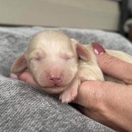 Cream boy 1 - Cream male Dachshund puppy in Mooresboro, North Carolina from Walker Family Pups