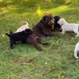 Labrador Retrievers from Willow Brook Kennel