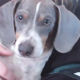 Vegas - Dachshund