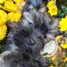 Havanese Puppies from Havanese If You Please