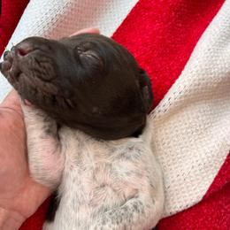 Legend - Liver roan male German Shorthaired Pointer puppy in Dugspur, Virginia from Pilgrims Trails Shorthairs