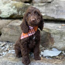 Earl Grey - Liver and white male Springerdoodle puppy in Lisbon, Ohio from Willow Lane Doodles
