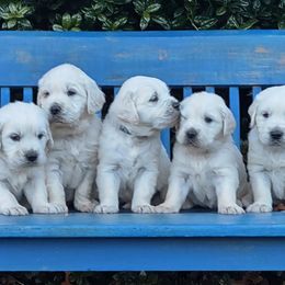 Goldendoodles from Carolina Goldendoodles