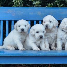 Goldendoodles from Carolina Goldendoodles