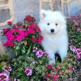 Samoyed Puppies from Carriage Court Kennels