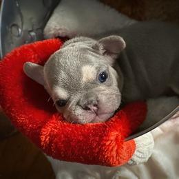 French Bulldog Puppies from Lilac City Frenchies