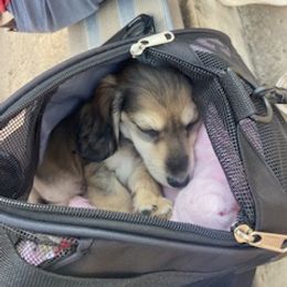 Dachshund Puppies from M & M Breeding