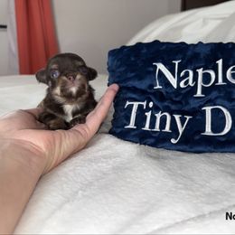 Tiny Herschel - Chocolate and tan male Chihuahua puppy in Naples, Florida from Naples Tiny Dogs