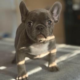 Lilac girl 1 - Blue female French Bulldog puppy in Pennsylvania from R & C French Bulldogs