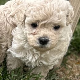 Australian Labradoodle Puppies from Tiny Treasures Australian Labradoodles