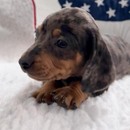 Girl 1 - Dapple female Dachshund puppy in Bakersfield, California from KC Doxies