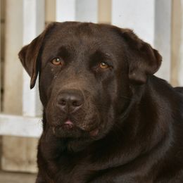 Piper - Labrador Retriever