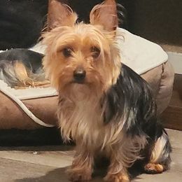 Yorkshire Terriers from John's Yorkies