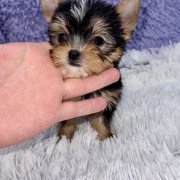 Yorkshire Terrier Puppies from The Royal Yorkie Den LLC