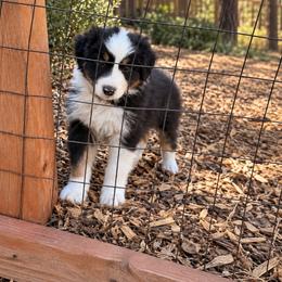 Sterling - Black tri-color male Australian Shepherd puppy in Placerville, California from BFF Aussies