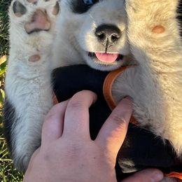 Siberian Husky Puppies from Siberian Huskies-Beckham the Great