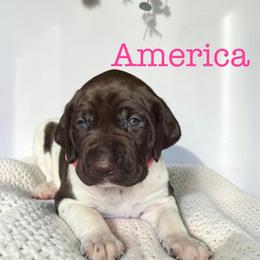America - Liver and white female German Shorthaired Pointer puppy in Polk City, Florida from Yates’ GSP