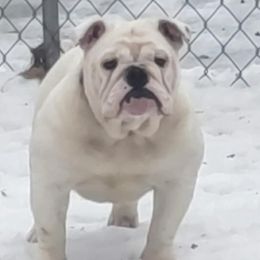 Betty Boop - Bulldog