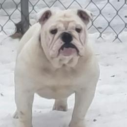 Betty Boop - Bulldog