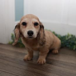 TINA - Dapple female Dachshund puppy in Indiantown, Florida from Turquoise River Minature Dachshunds