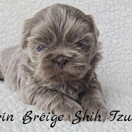 GRACIE - ADOPTED! - Lilac female Shih Tzu puppy in Middle Grove, New York from Beirin Breige Shih Tzus