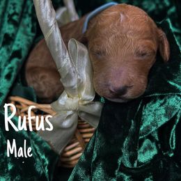 Rufus - Red  Goldendoodle puppy in Stafford, Virginia from RVM Doodles