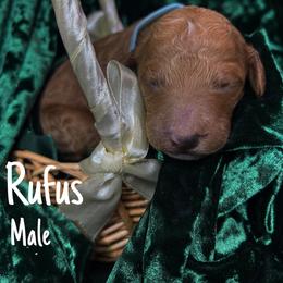Rufus - Red  Goldendoodle puppy in Stafford, Virginia from RVM Doodles