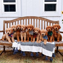 Golden Mountain Dogs and Golden Retrievers from Roberds Farm Golden Retrievers