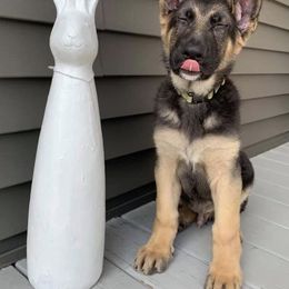 German Shepherd Puppies from Dawnhill