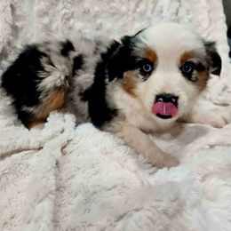 BABY RUTH - Blue merle Miniature Australian Shepherd puppy in Olton, Texas from Rejino Mini & Toy Aussies